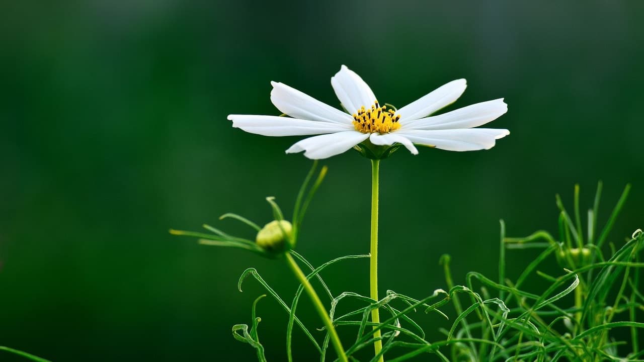 Fleur blanche délicate sur un fond végétal vert