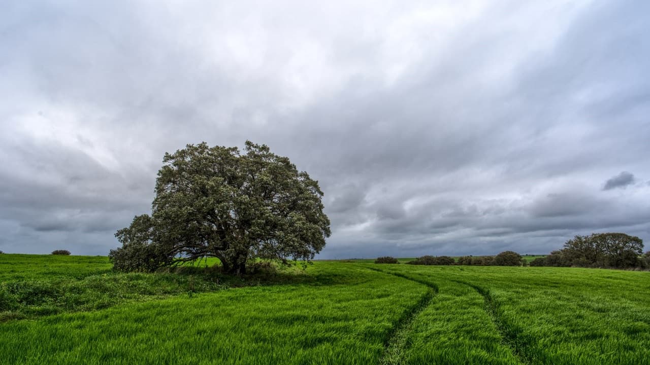 Grand arbre au milieu d'un champ vert sous un ciel nuageux