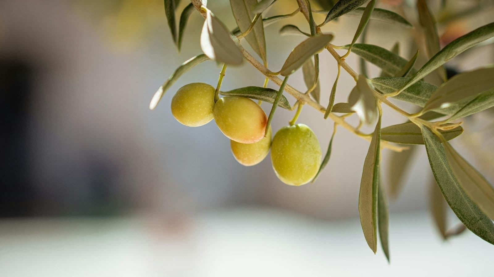 Olives mûres sur une branche d'olivier