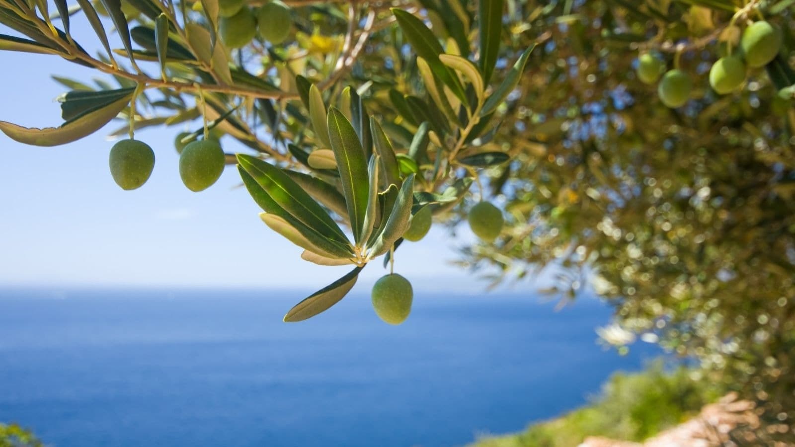 Branche d'olivier chargée de fruits devant la mer