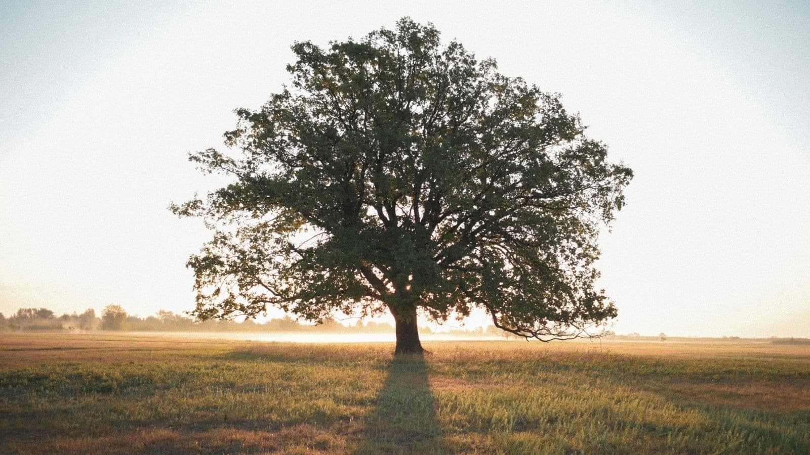 Grand arbre solitaire aux racines solides dans un champ