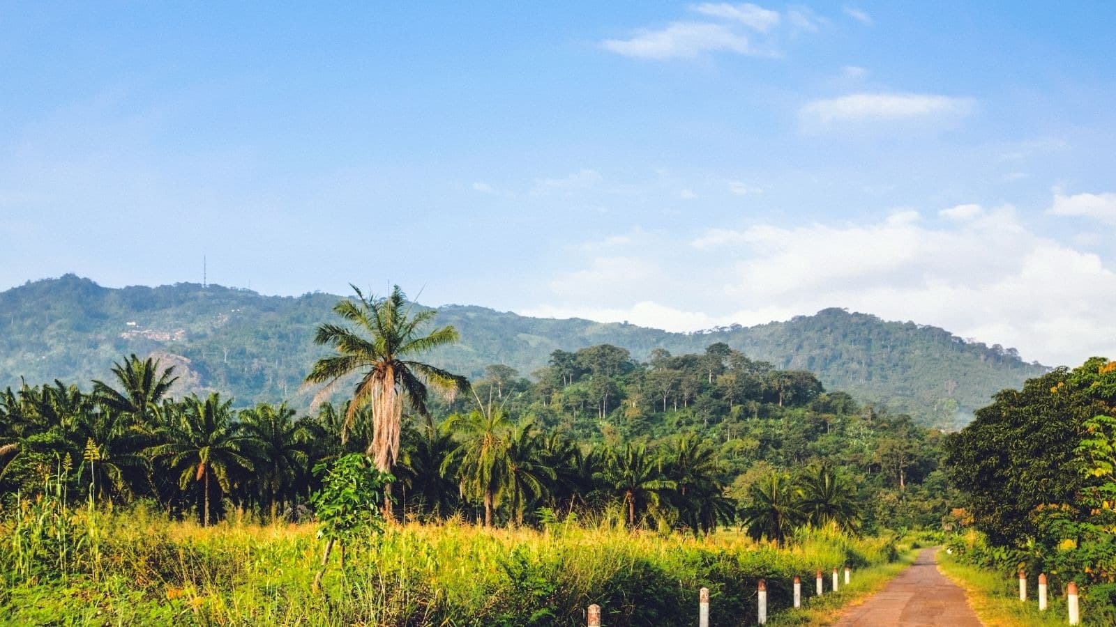 Chemin traversant une végétation tropicale et des palmiers