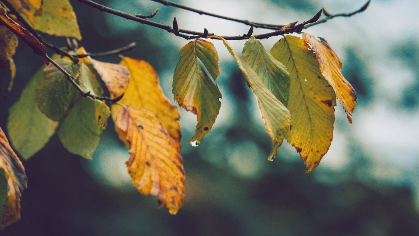 Feuilles jaunies sur une branche