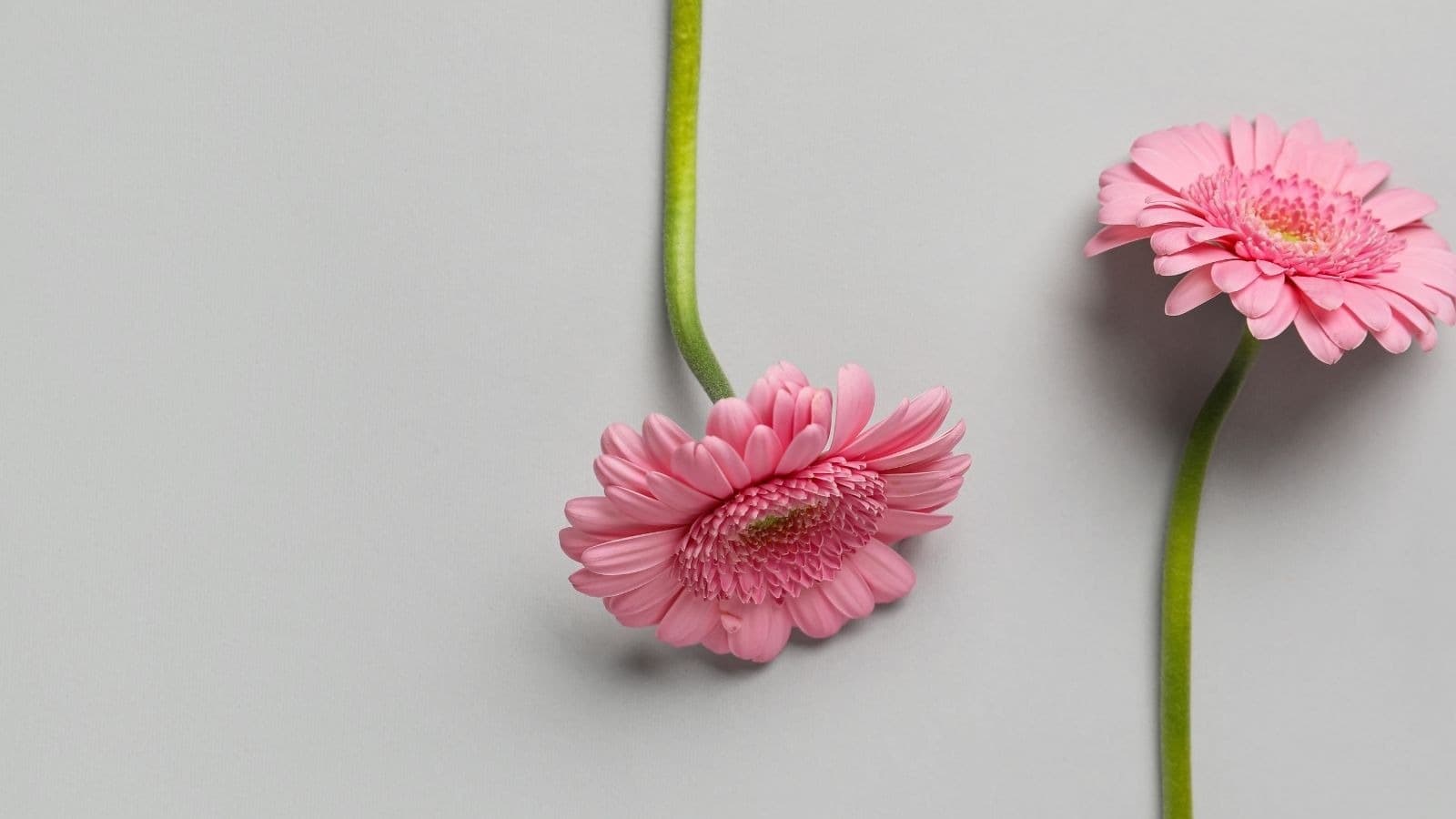 Deux fleurs roses rapprochées sur un fond gris