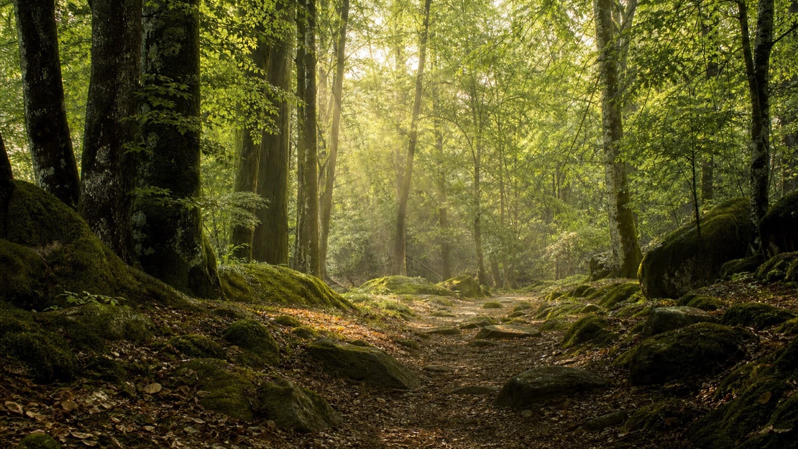Sous-bois calme parcouru de rayons de lumière naturelle