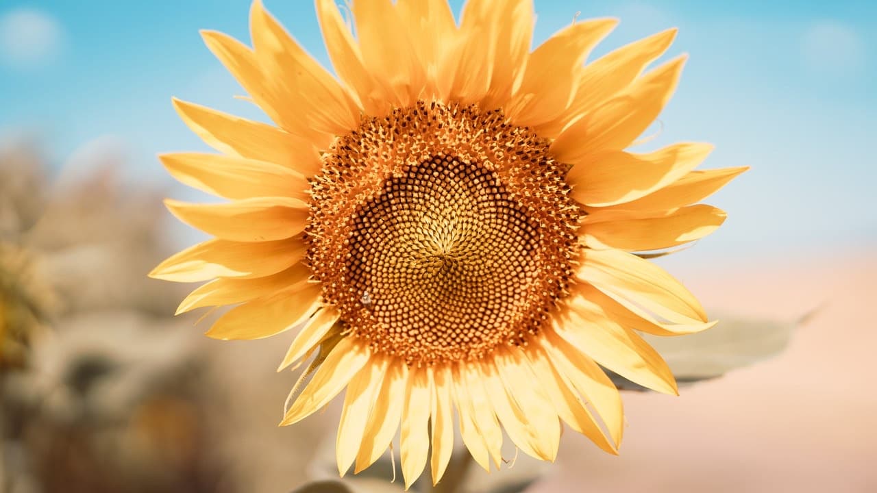 Tournesol lumineux sous un ciel bleu doux