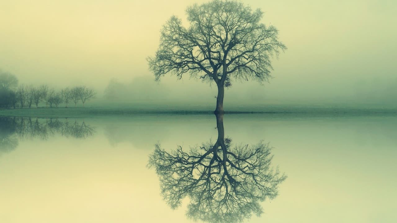 Arbre solitaire et son reflet dans une eau calme