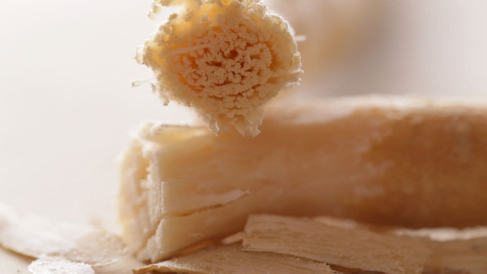 Fibres d'un siwak présentées sur un fond clair
