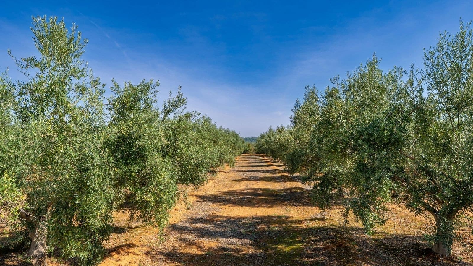Chemin traversant une oliveraie