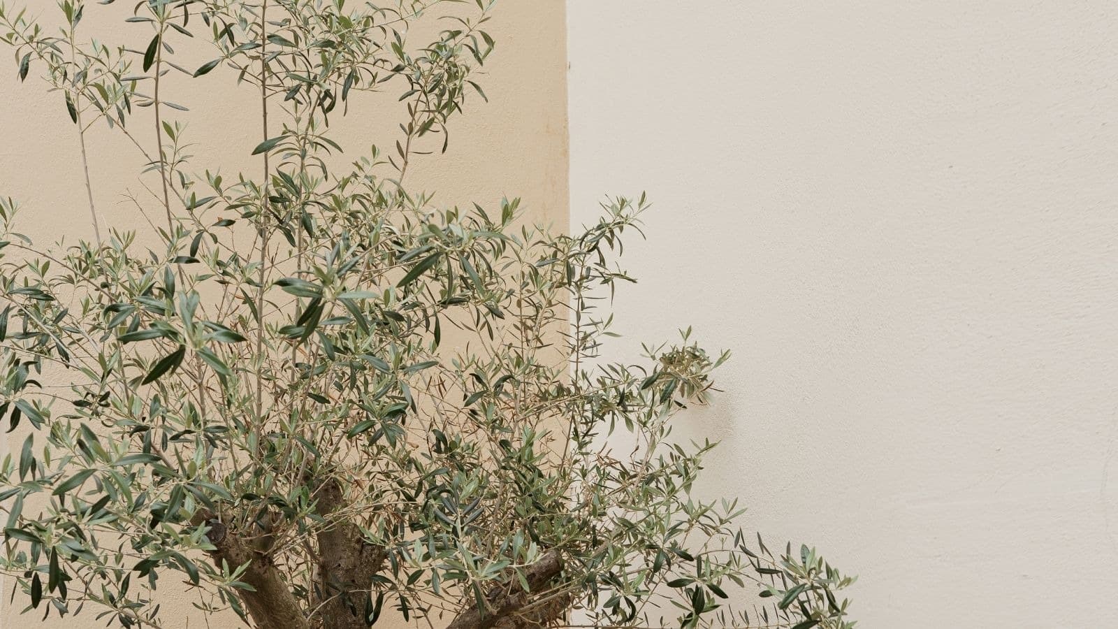Branches fines d'un olivier devant un mur clair