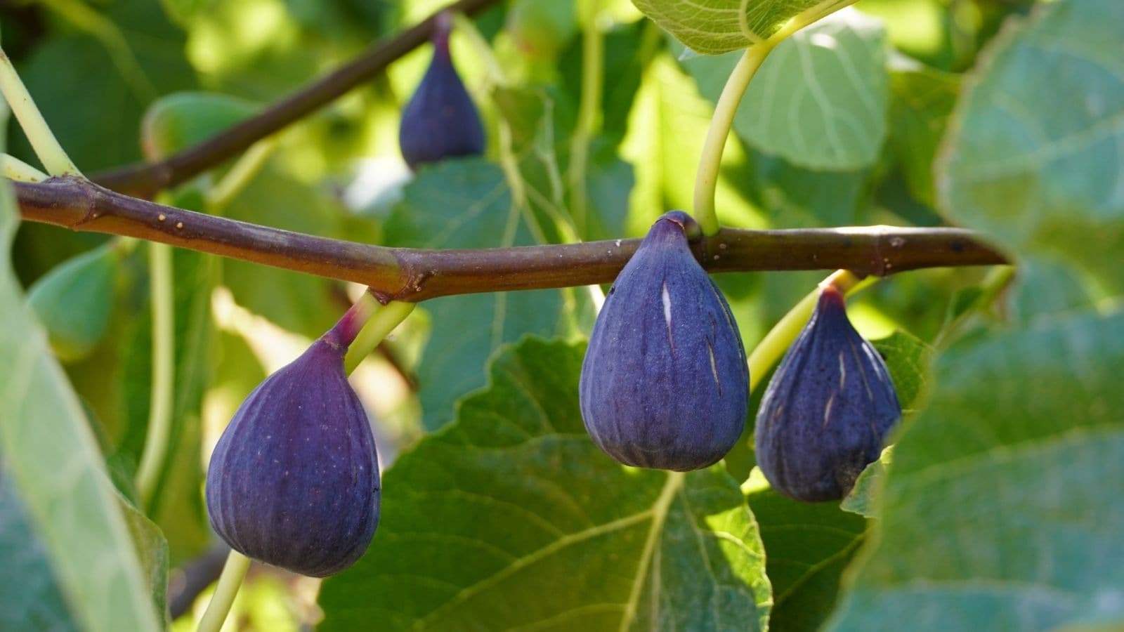 Figues violettes mûres sur une branche