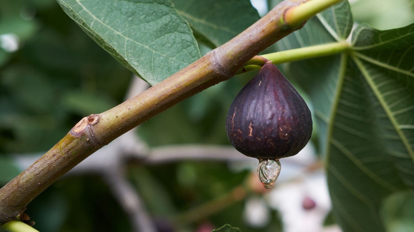 Figue mûre encore attachée à sa branche