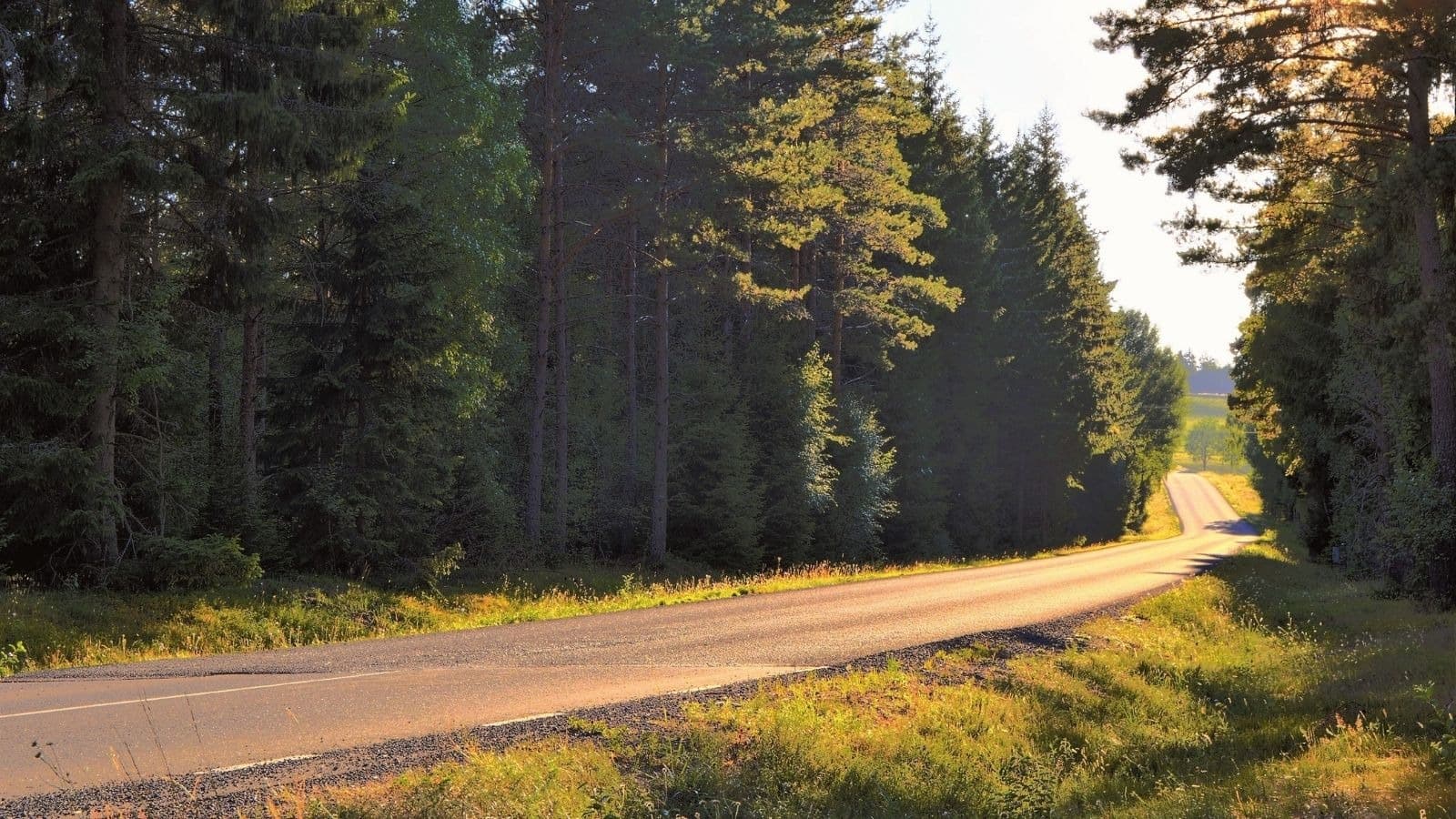 Route calme bordée par une forêt