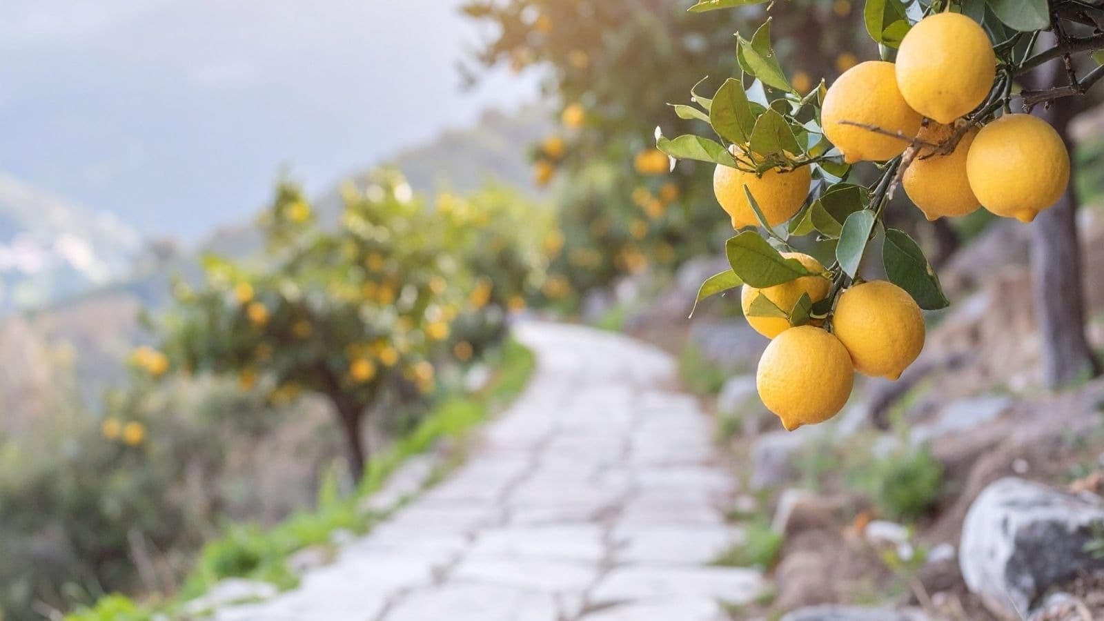 Citrons jaunes sur un arbre au bord d'un chemin
