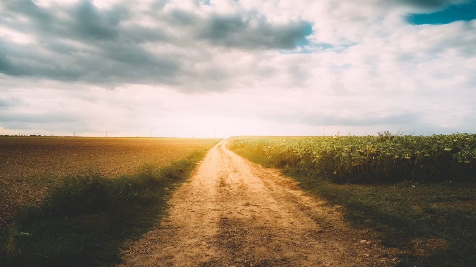 Chemin droit éclairé à travers un champ