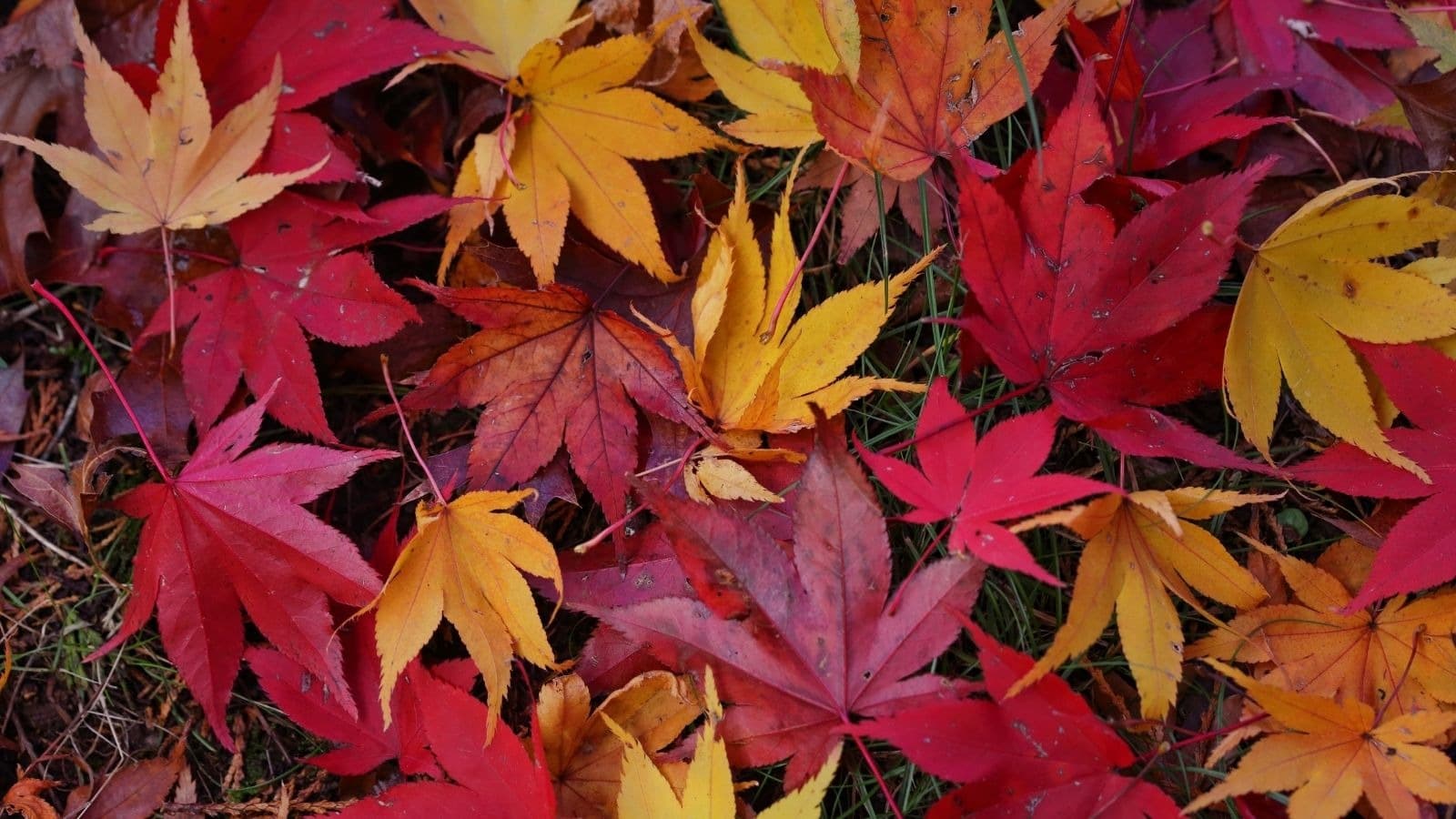 Feuilles d'automne rouges et jaunes