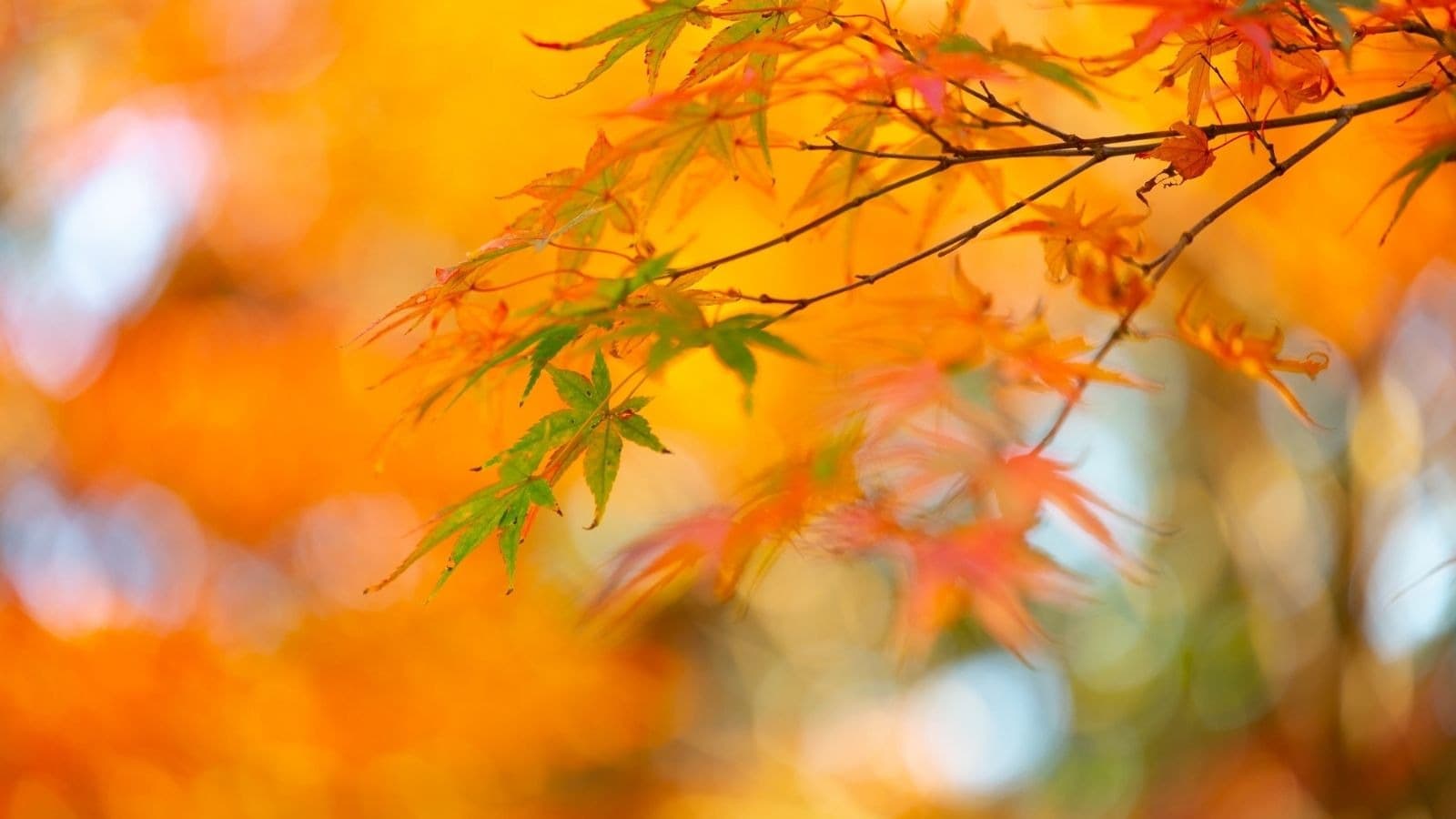 Branche aux feuilles orangées dans une lumière douce