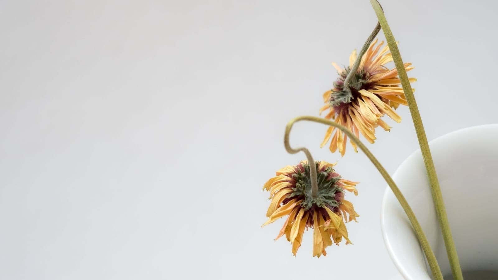 Fleurs fanées penchées dans un vase blanc