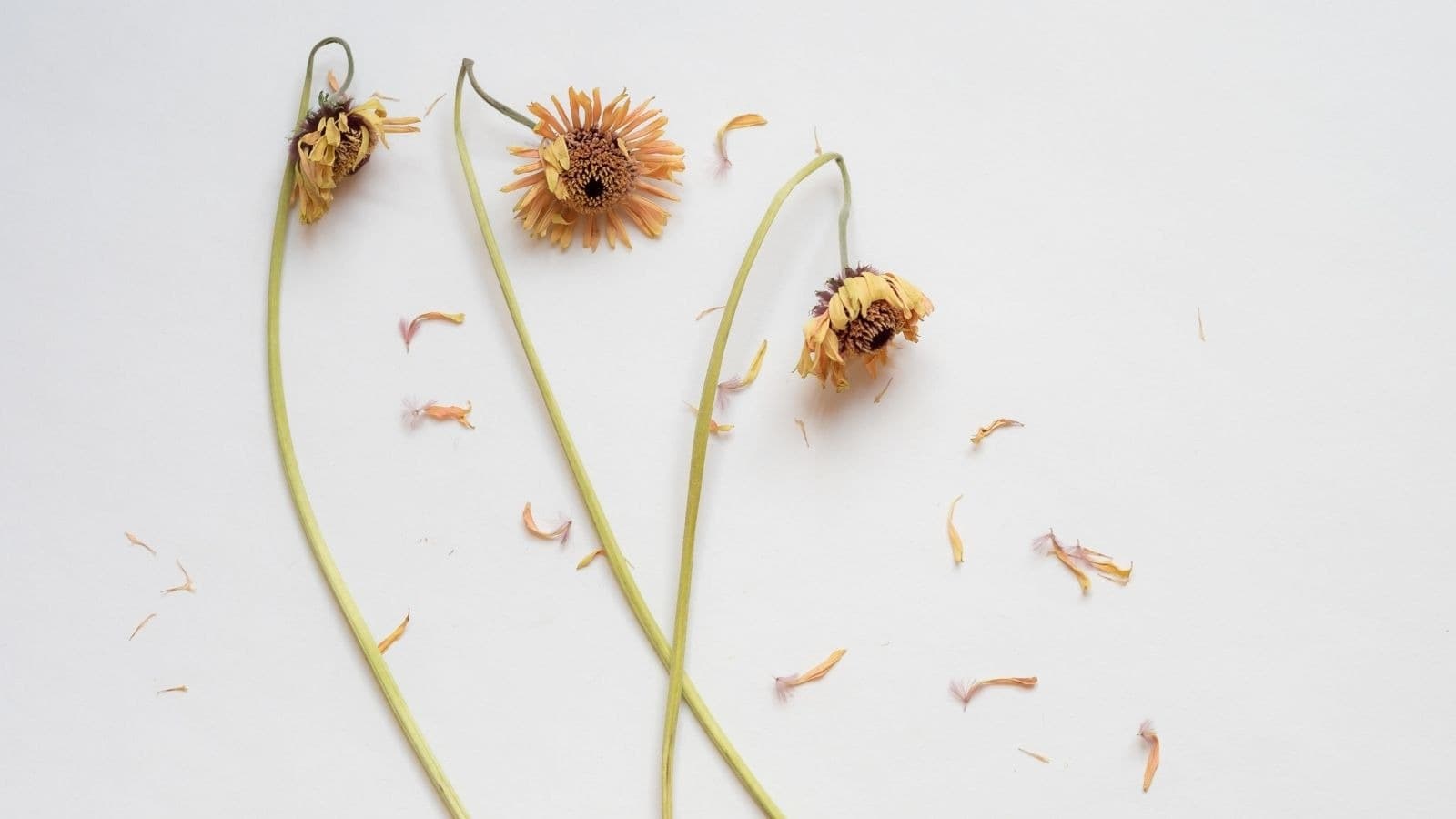 Fleurs sèches perdant leurs pétales sur fond blanc