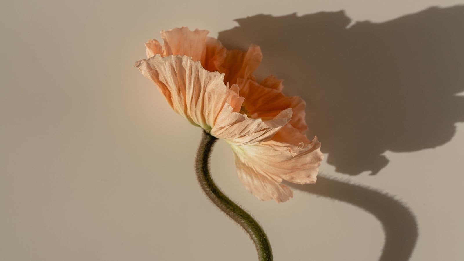 Fleur fanée courbée et son ombre