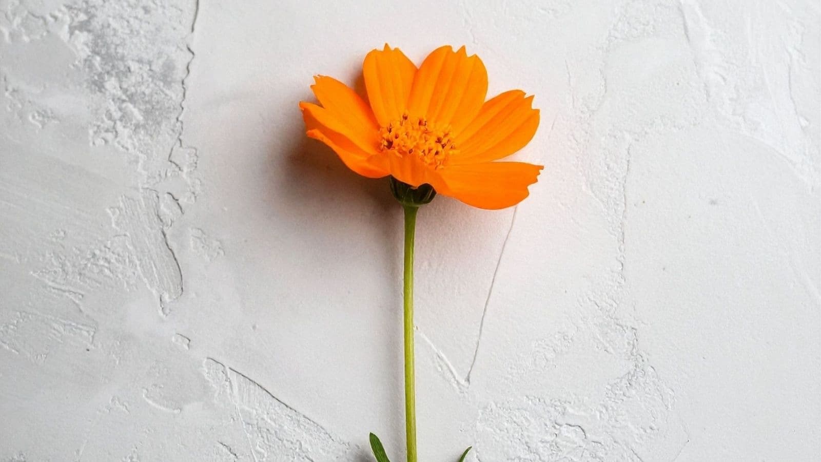 Fleur orange droite sur un fond clair