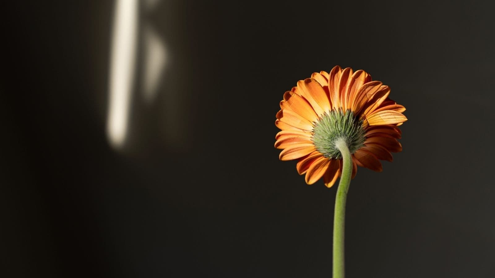 Fleur orange s'ouvrant dans la lumière