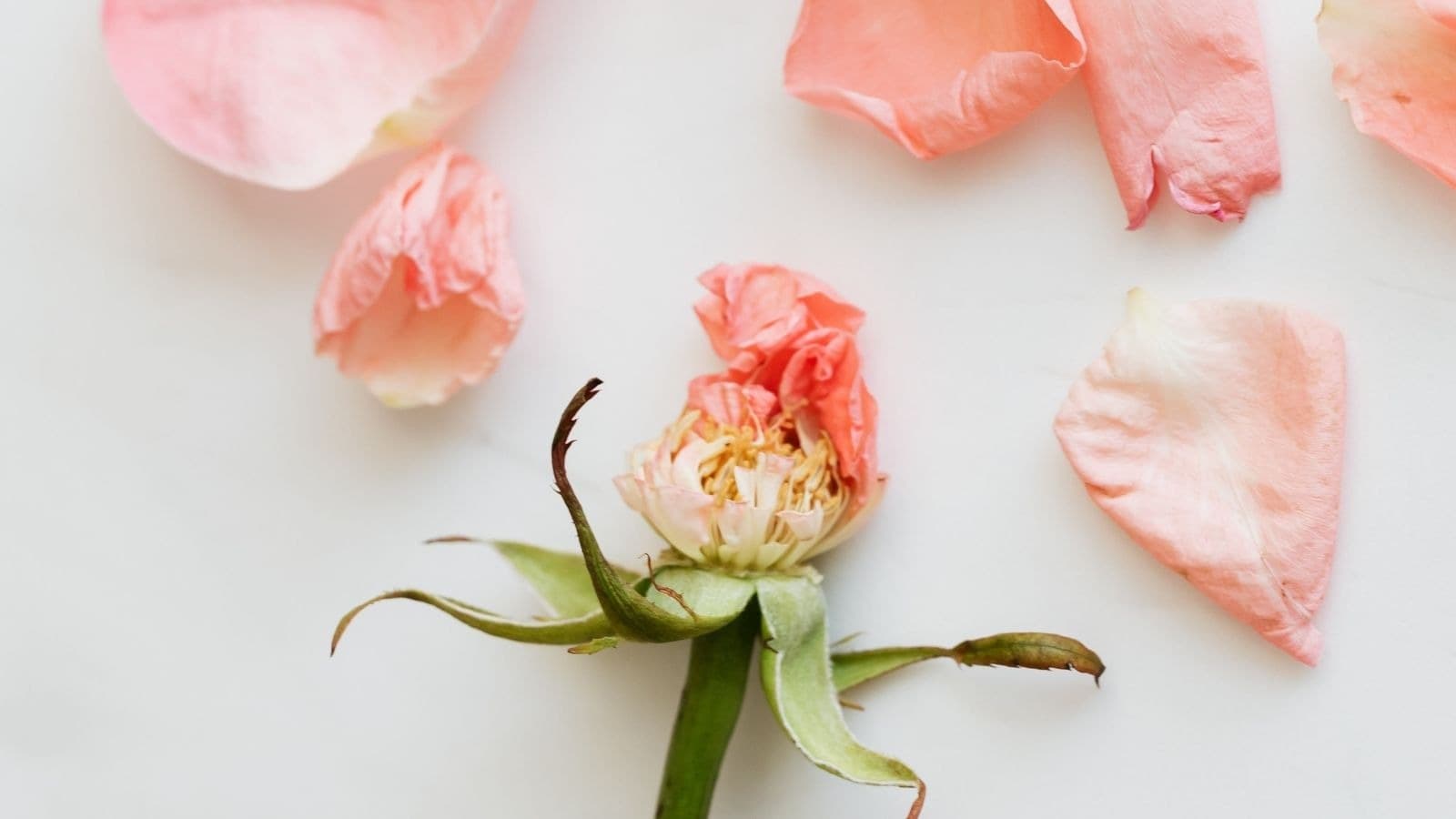 Rose pâle entourée de pétales tombés